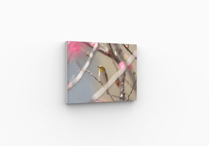 Box frame canvas